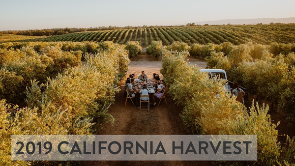 California Olive Oil Harvest - 2019 Harvest Recap
