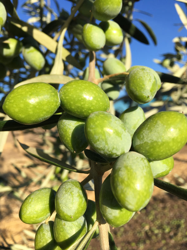 Olive Varietals Spotlight: Coratina