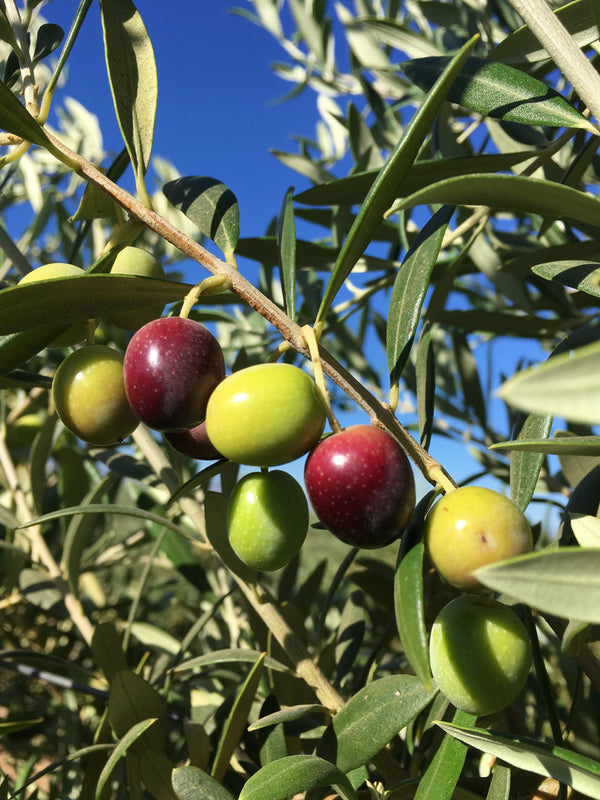 Arbequina Olives - Olive Varietals
